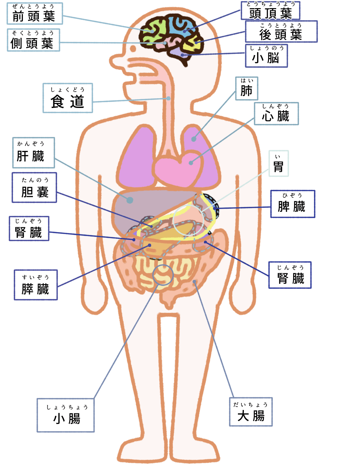 内臓の図