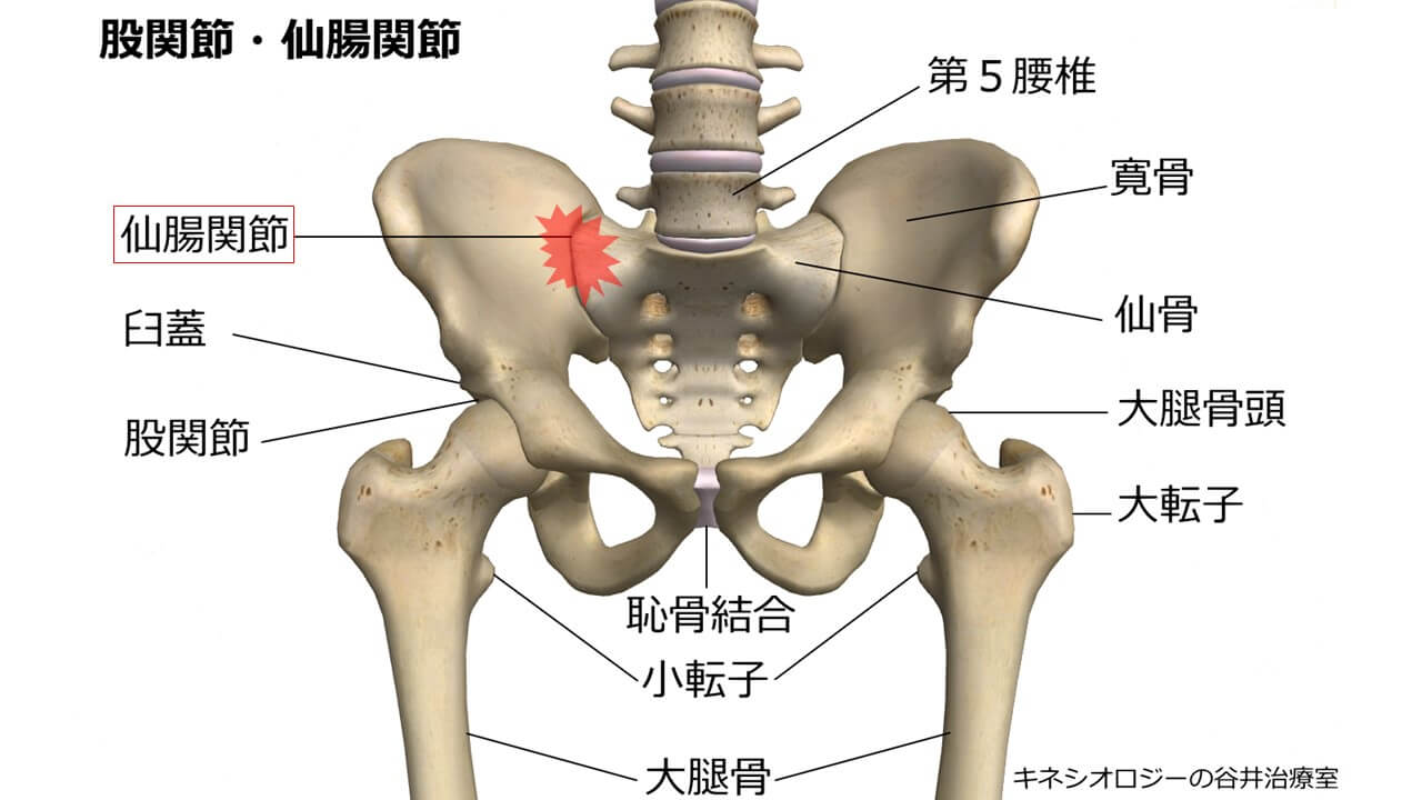仙腸関節の痛み専門 腰痛や肩こりの改善なら札幌市の整体 国家資格あん摩マッサージ指圧師の谷井治療室