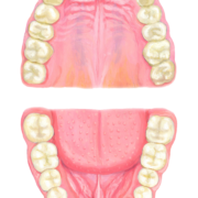人の歯