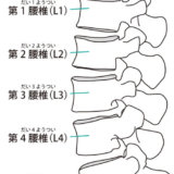 椎骨（腰椎）