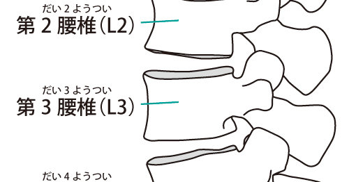 椎骨（腰椎）
