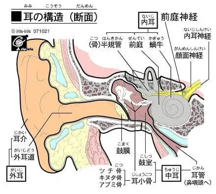耳の構造図