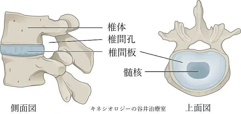 椎間関節画像