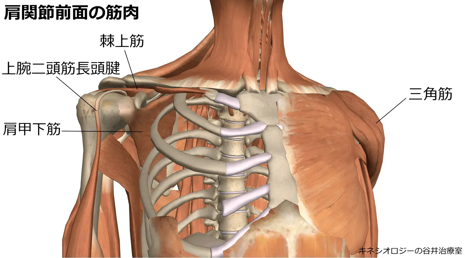 肩関節前面の筋肉