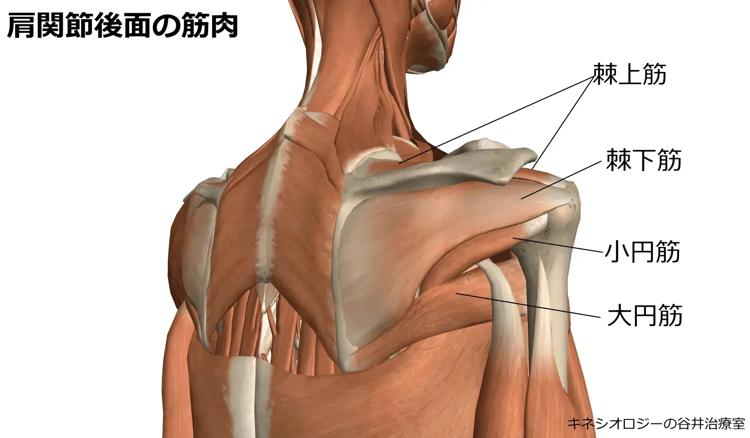 肩関節後面の筋肉