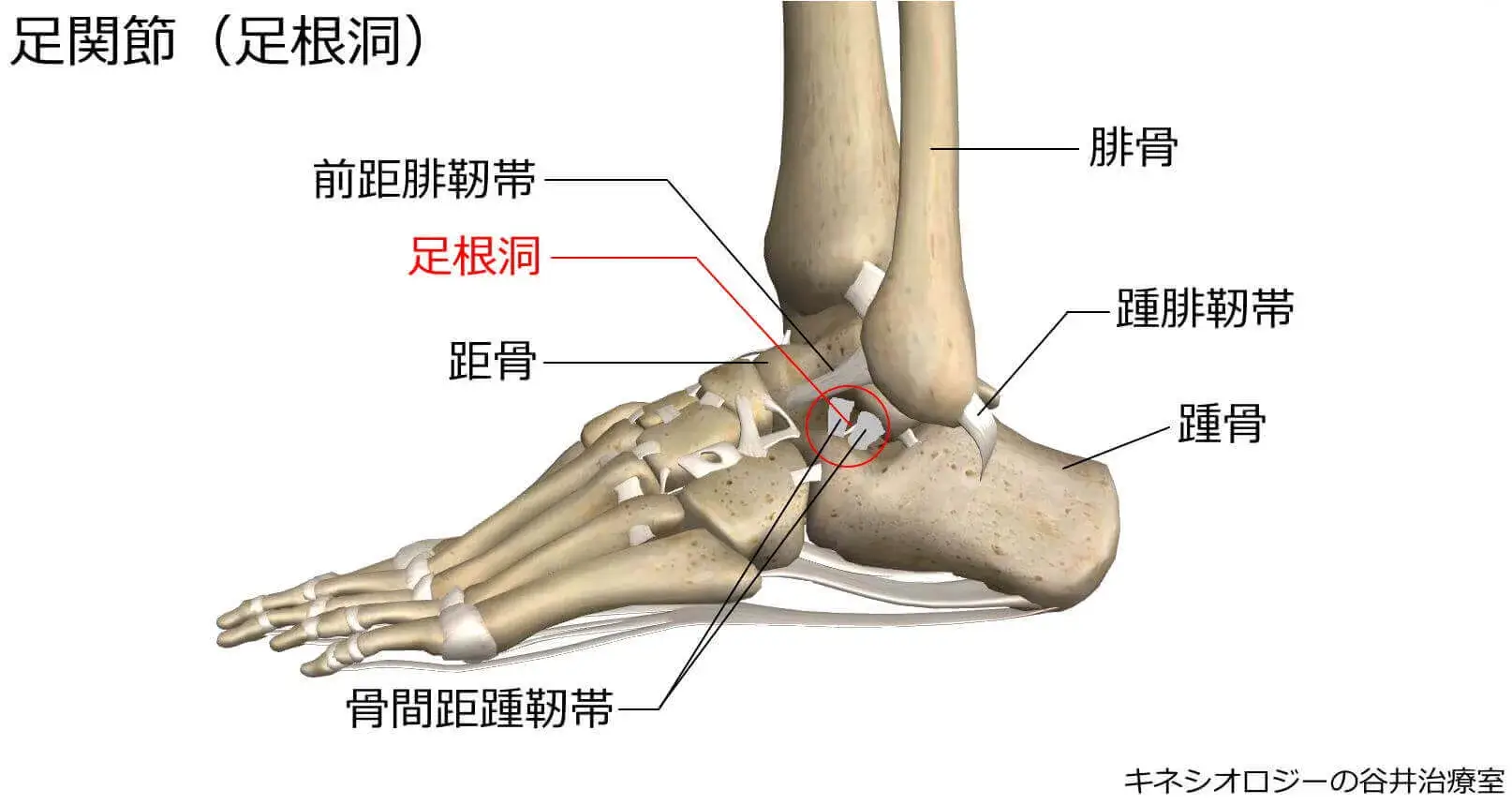札幌足の痛み専門整体治療院・足根洞