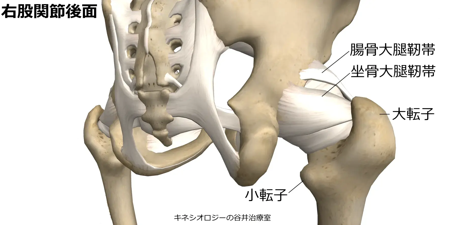 札幌股関節痛整体治療院・股関節靭帯