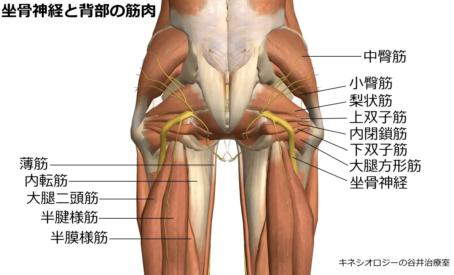 坐骨神経と臀部筋肉