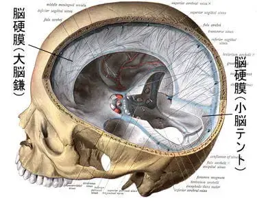 脳硬膜（大脳鎌・小脳テント）