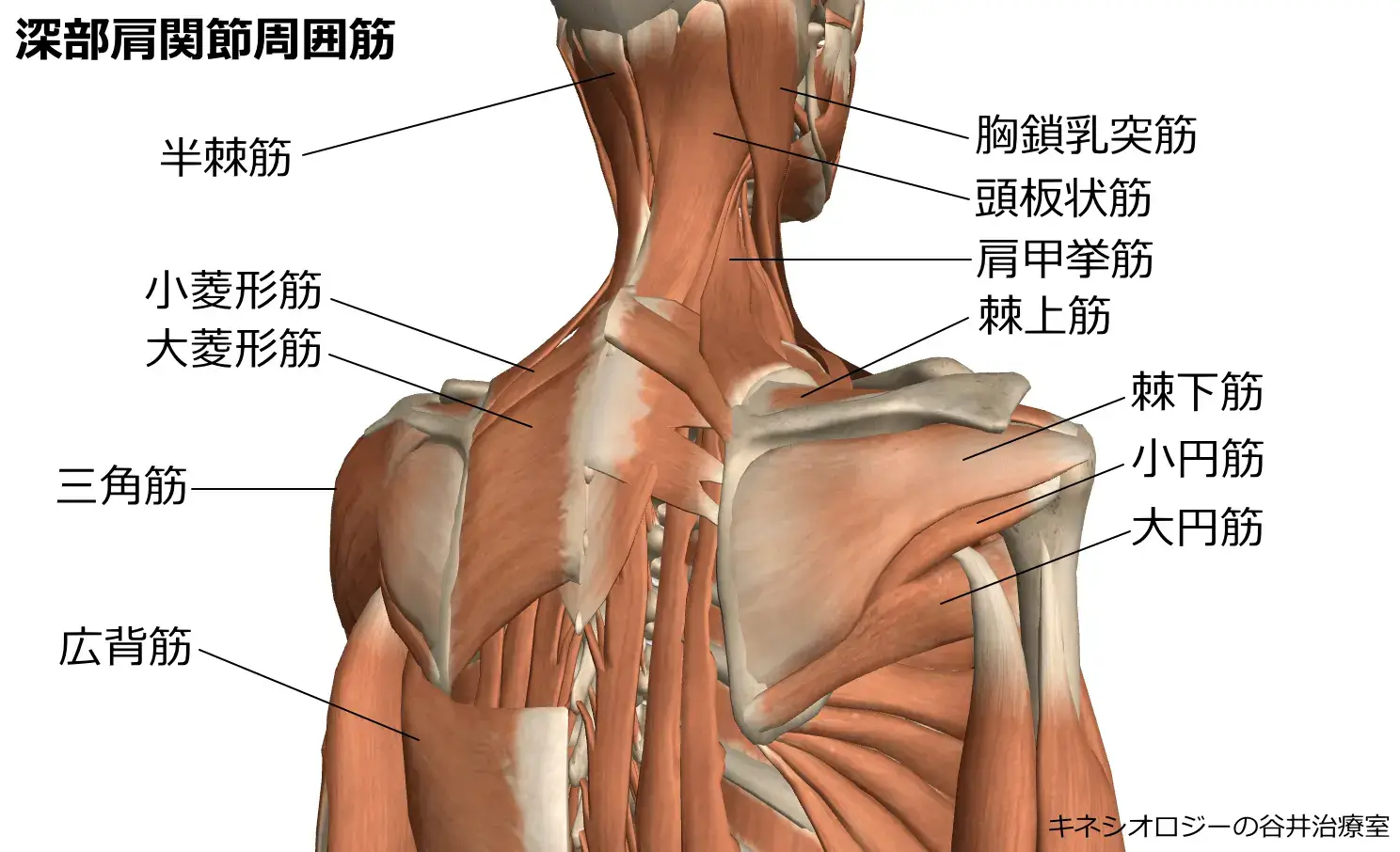 深部肩関節周囲筋肉イラスト