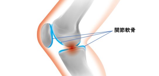 膝関節の軟骨