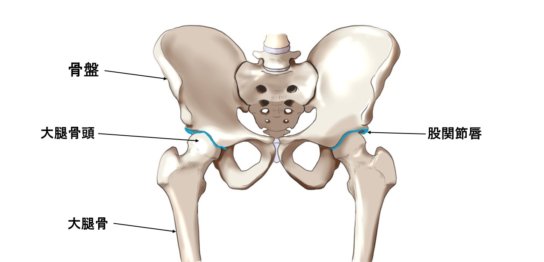 骨盤と股関節