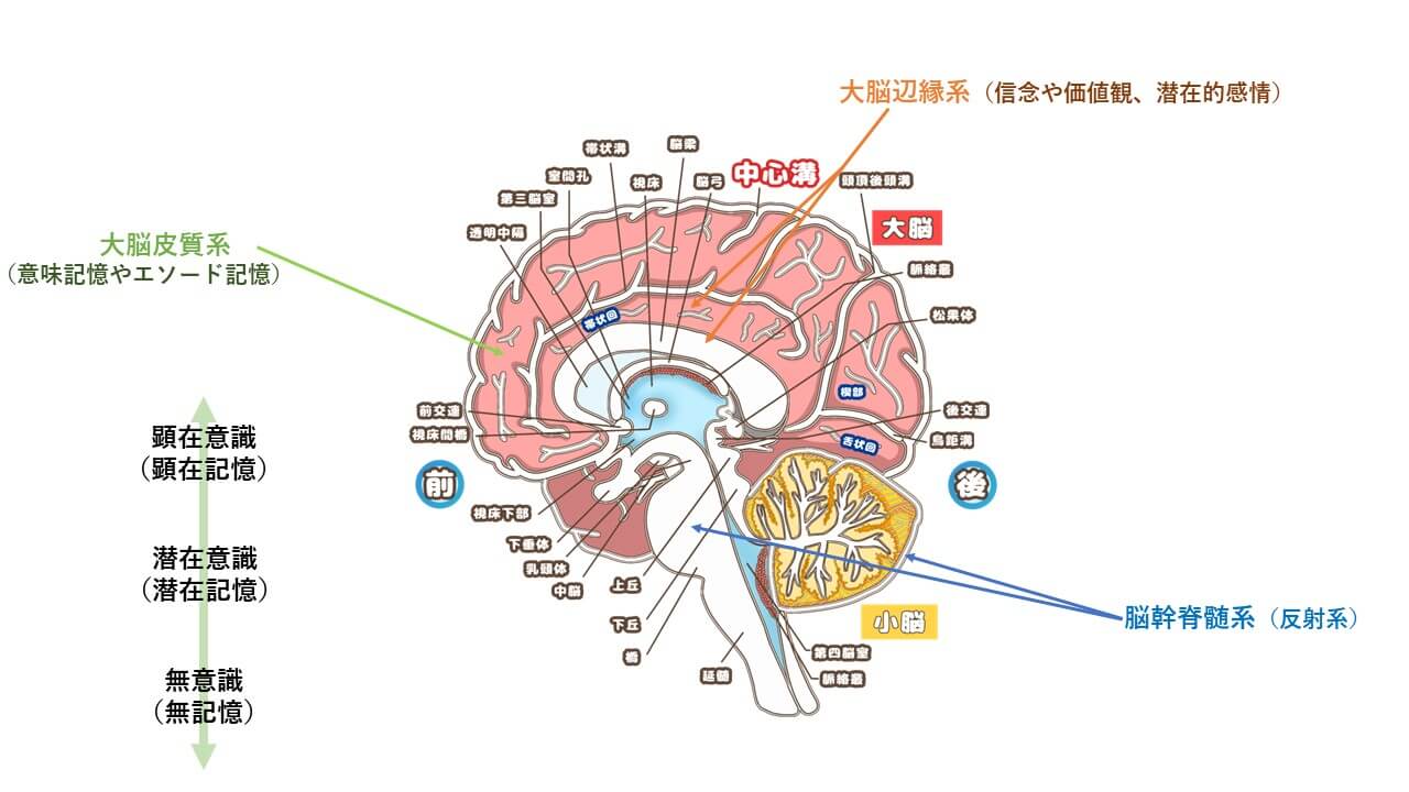 脳の3層構造