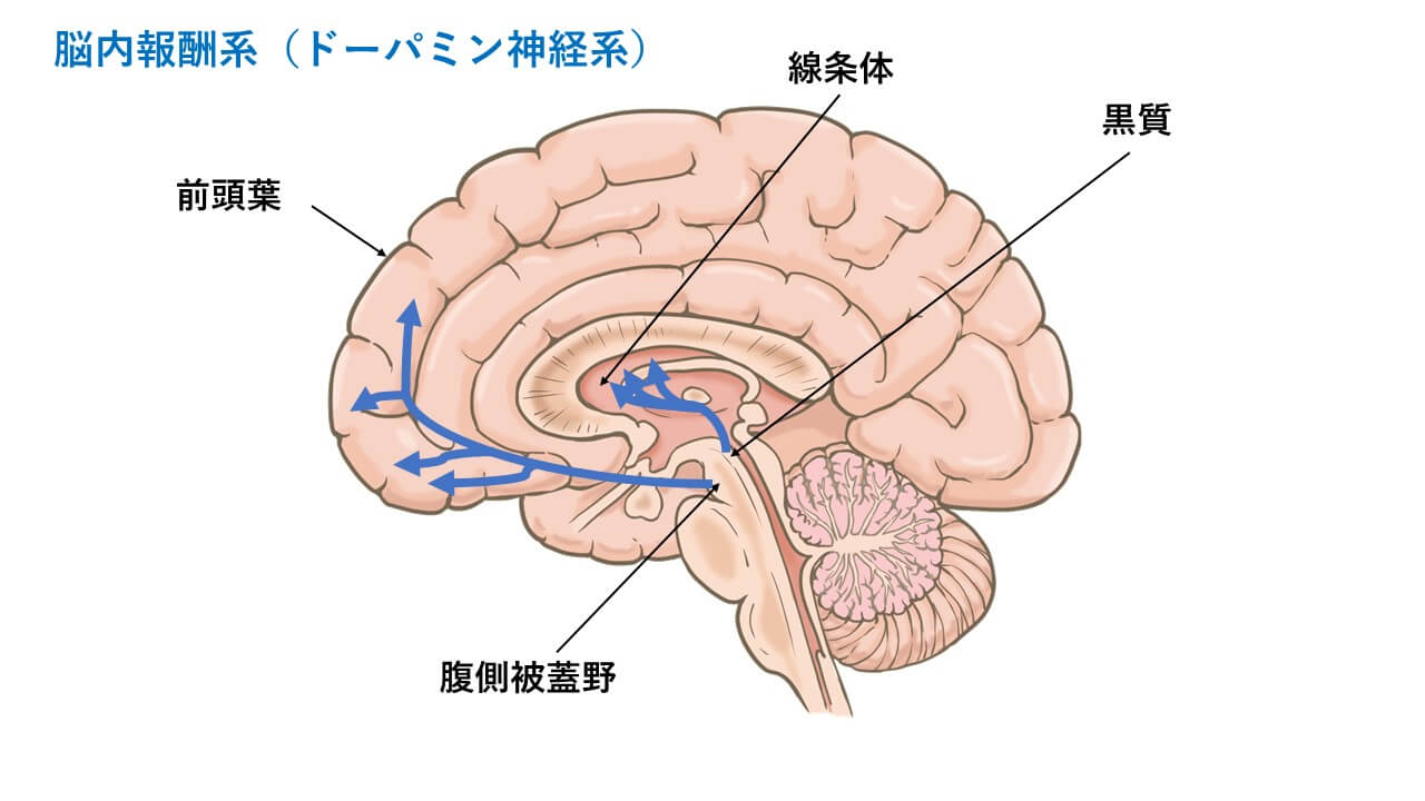 脳内報酬系（ドーパミン神経系）