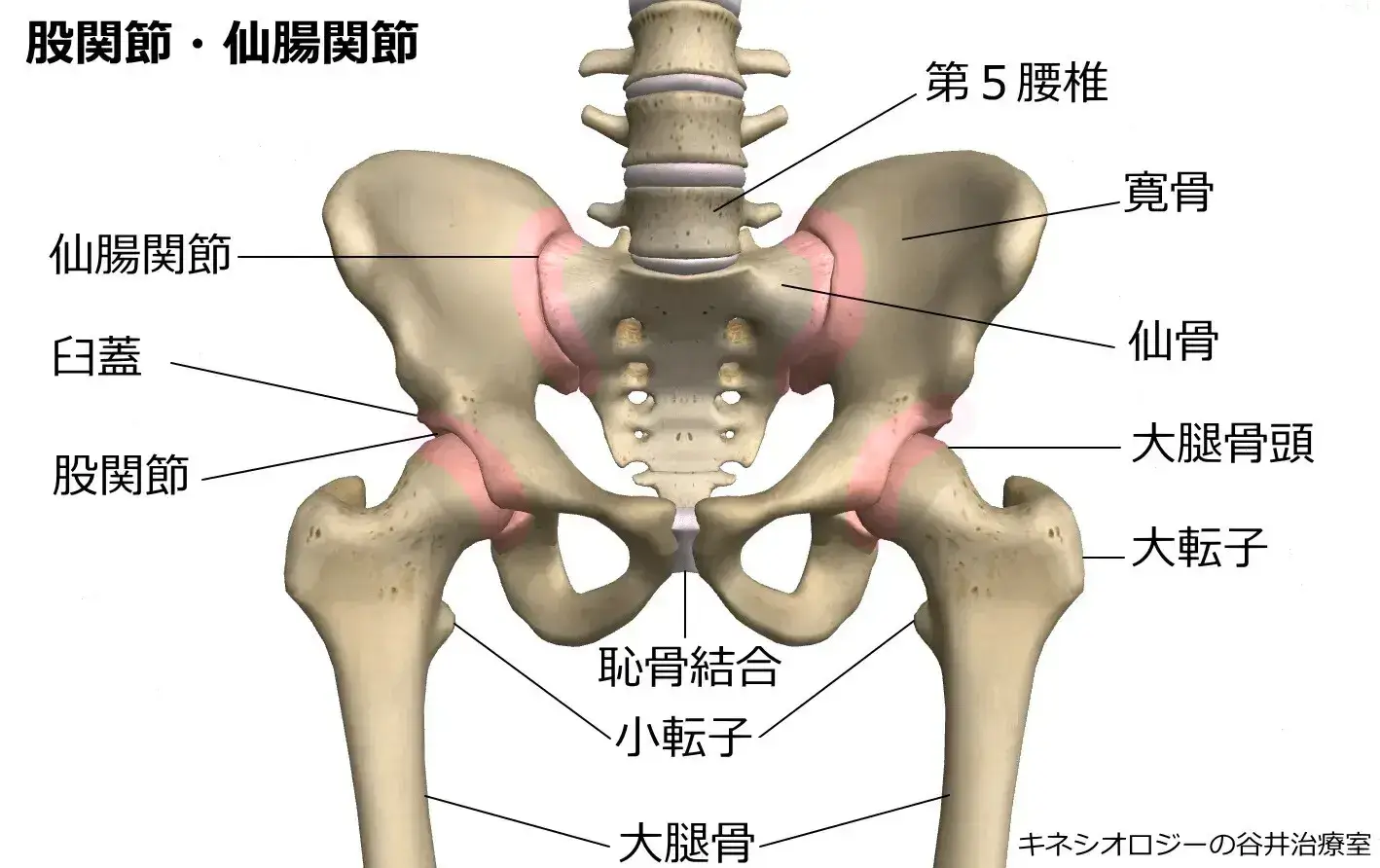 股関節と仙腸関節