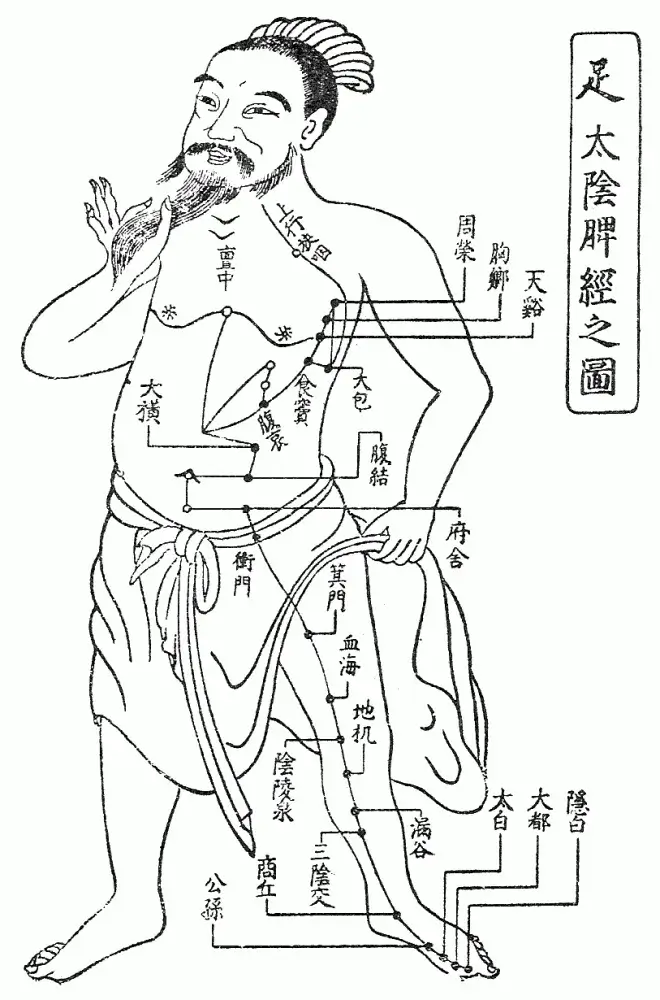 足の太陰脾経の経穴図
