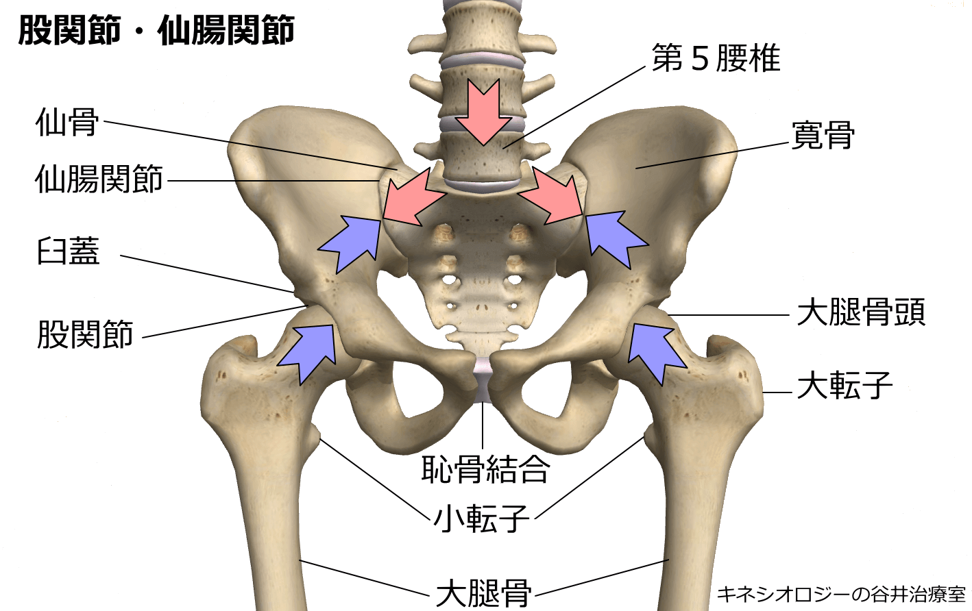 仙腸関節と骨盤