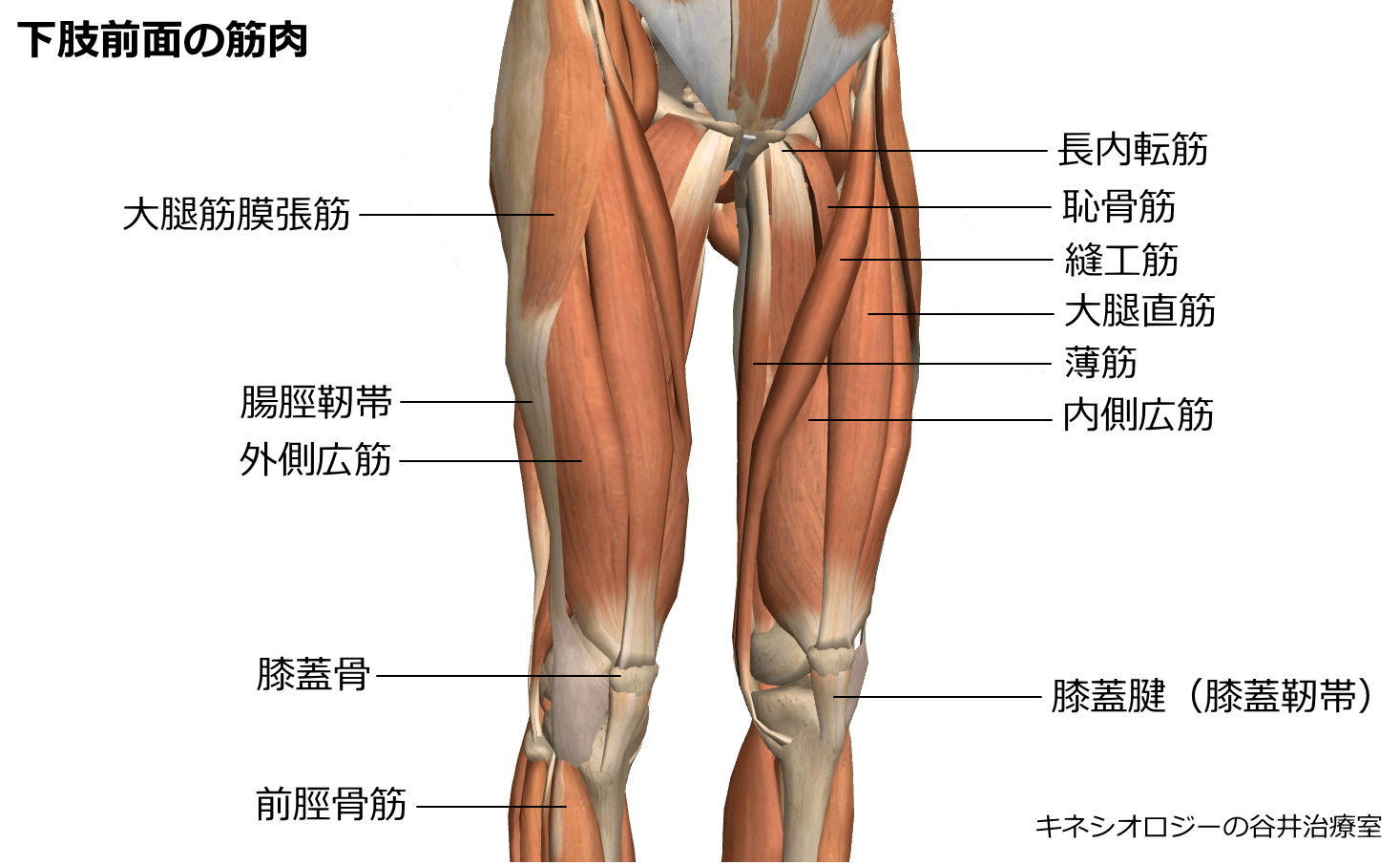 大腿前面の筋肉