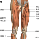 大腿前面の筋肉